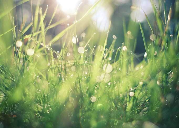 Dew in Grass