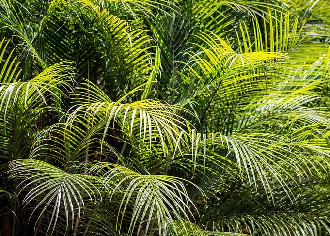 Green Heaven