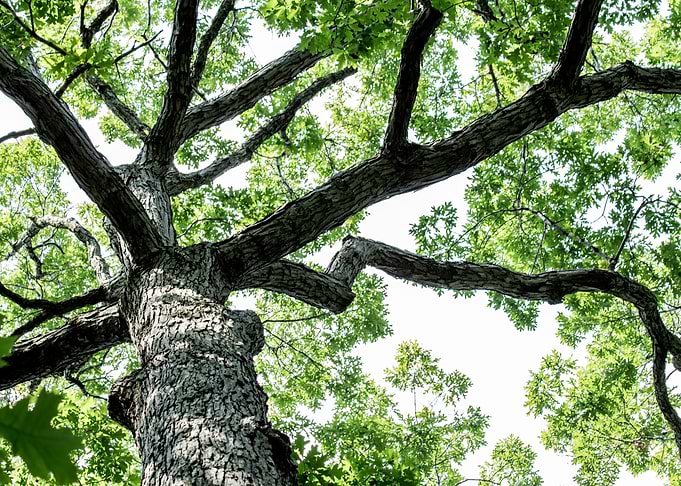 Outstretched Tree