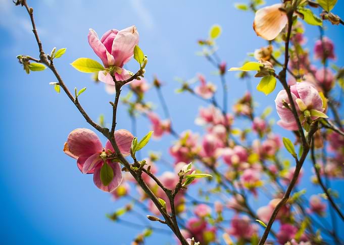 Spring is Here