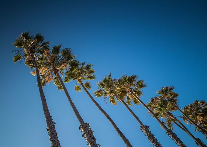 Palm Line In The Sky