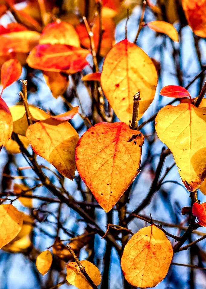 Cotoneaster In Autumn