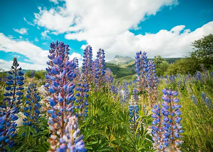 Lupines