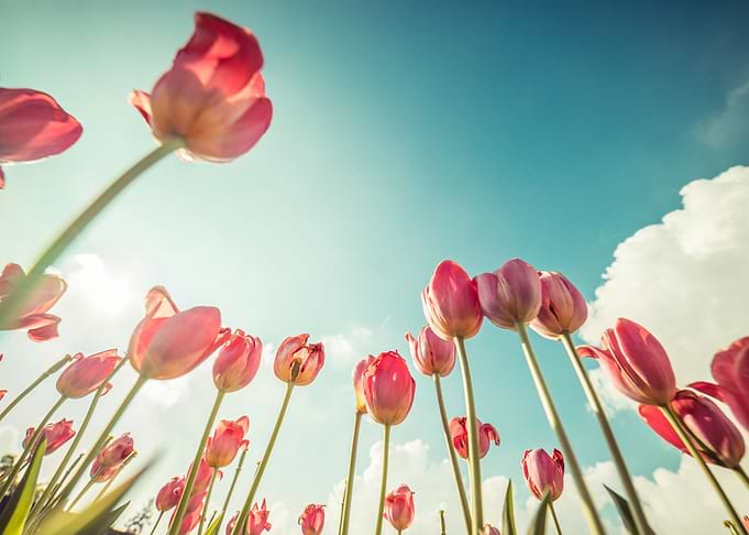Pink Tulips From Below