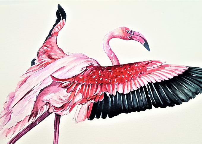 The Great Flamingo