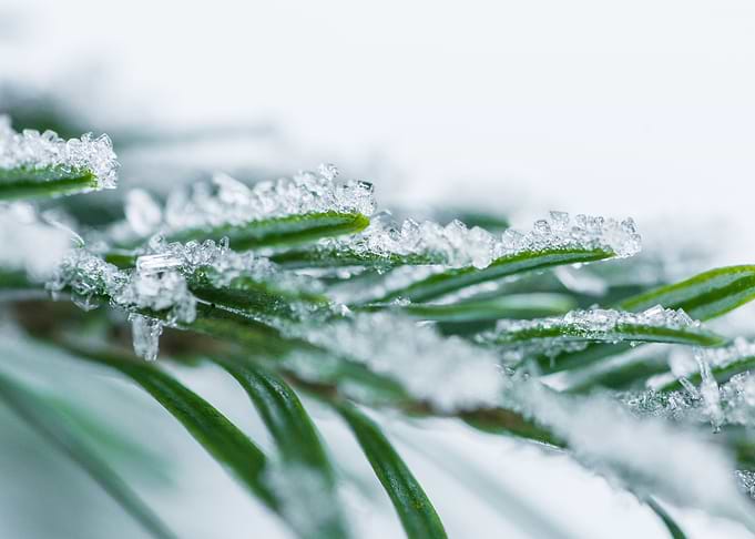 Pine Needles