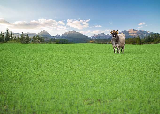 Happy Cow from Organic Far