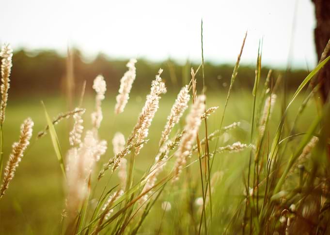 Sunset Grass
