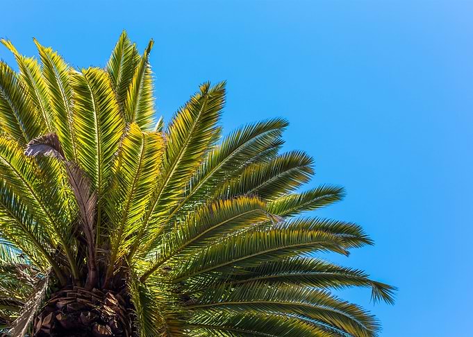 Palm Tree View