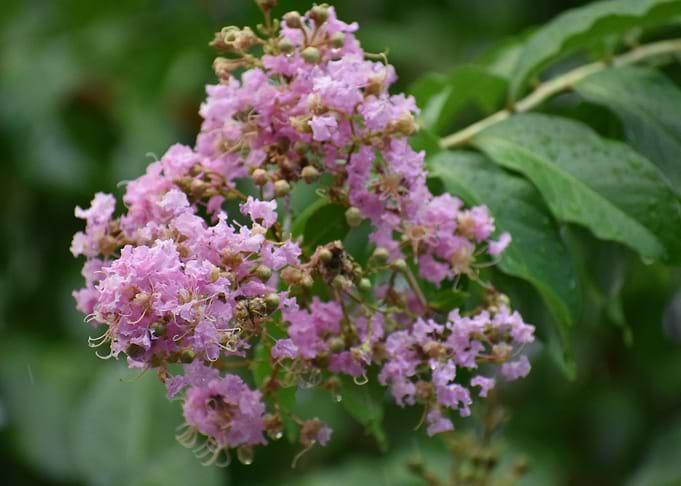 Flower Tree