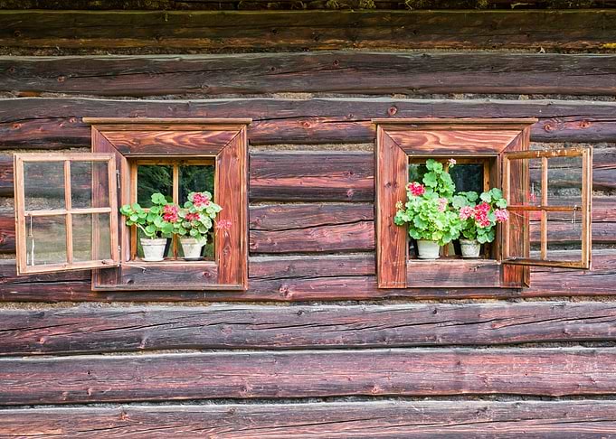Window Plants