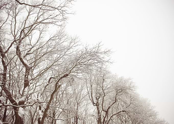 Snowy Forest