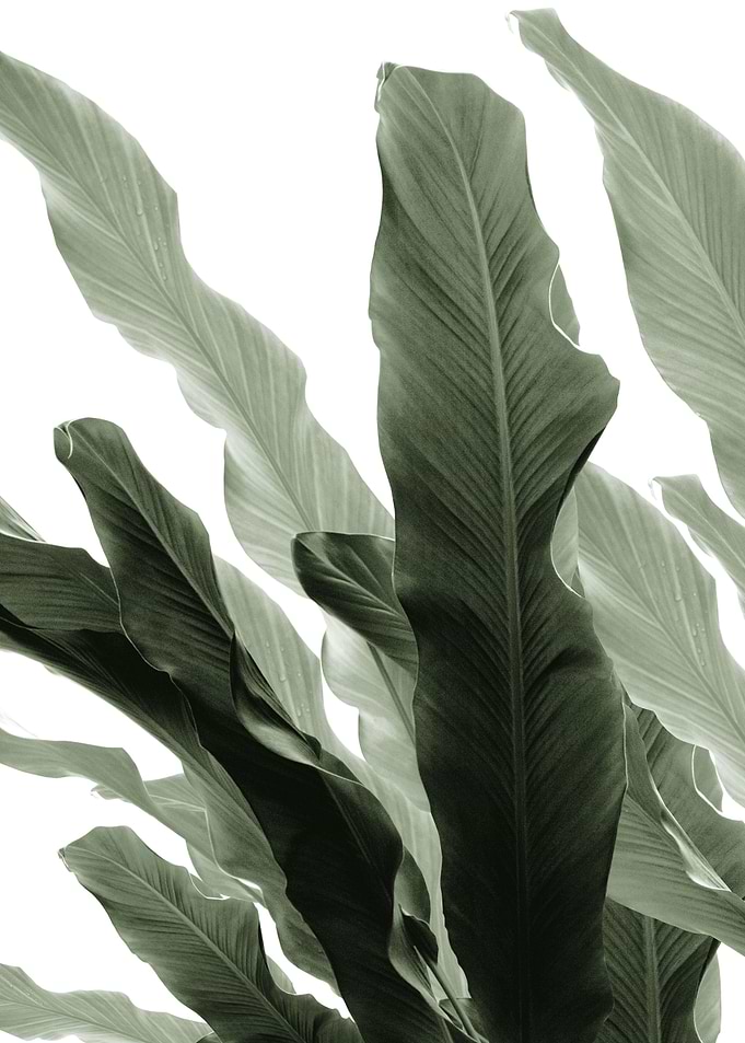 Banana Leaves Jungle 7