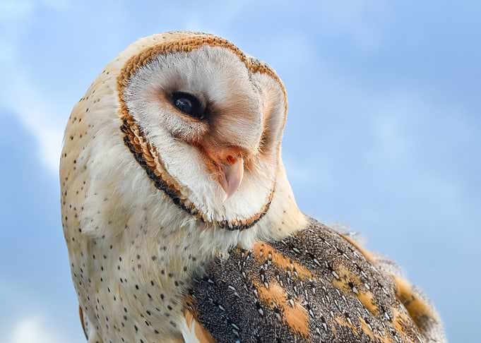 White Speckled Owl