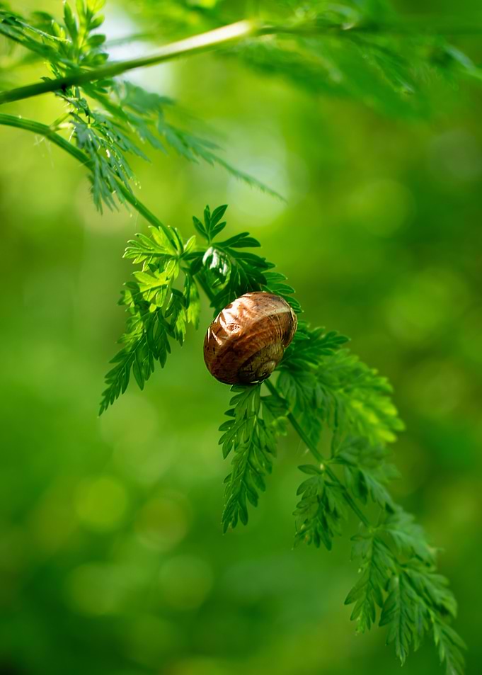 Snail stories