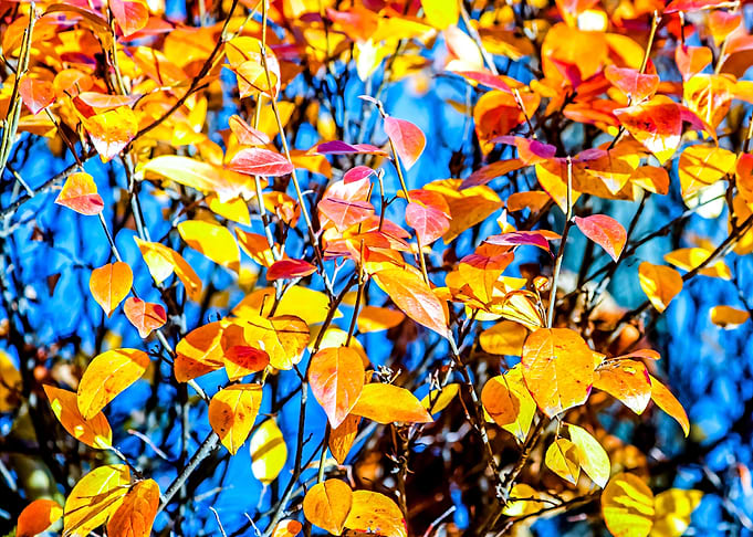 Vivid Cotoneaster Leaves