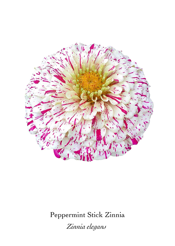 Peppermint Stick Zinnia