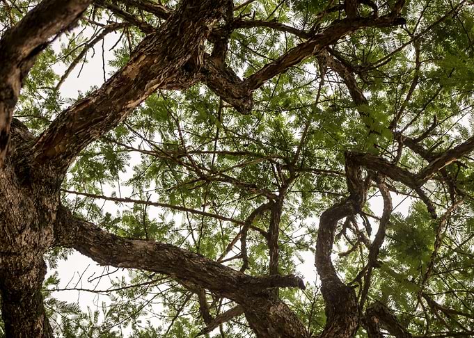 Big Trees