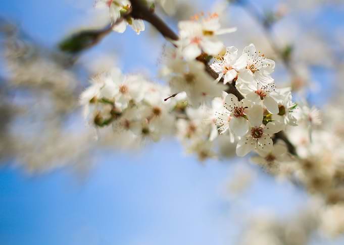 Flowering Apple Tree