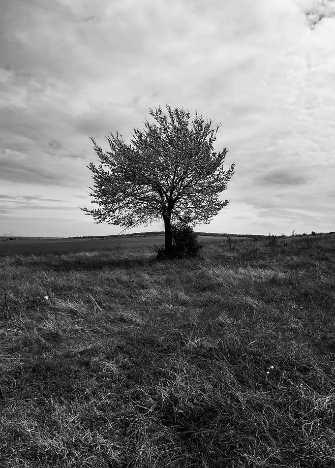 The lonely tree