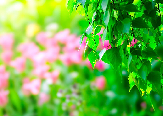 Birch Leaves Pink Tulips