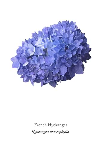 French Hydrangea, Blue