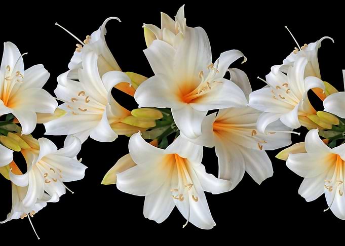 White Lilies