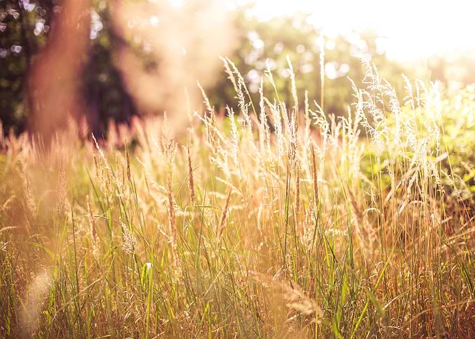 High Grass Against Sun
