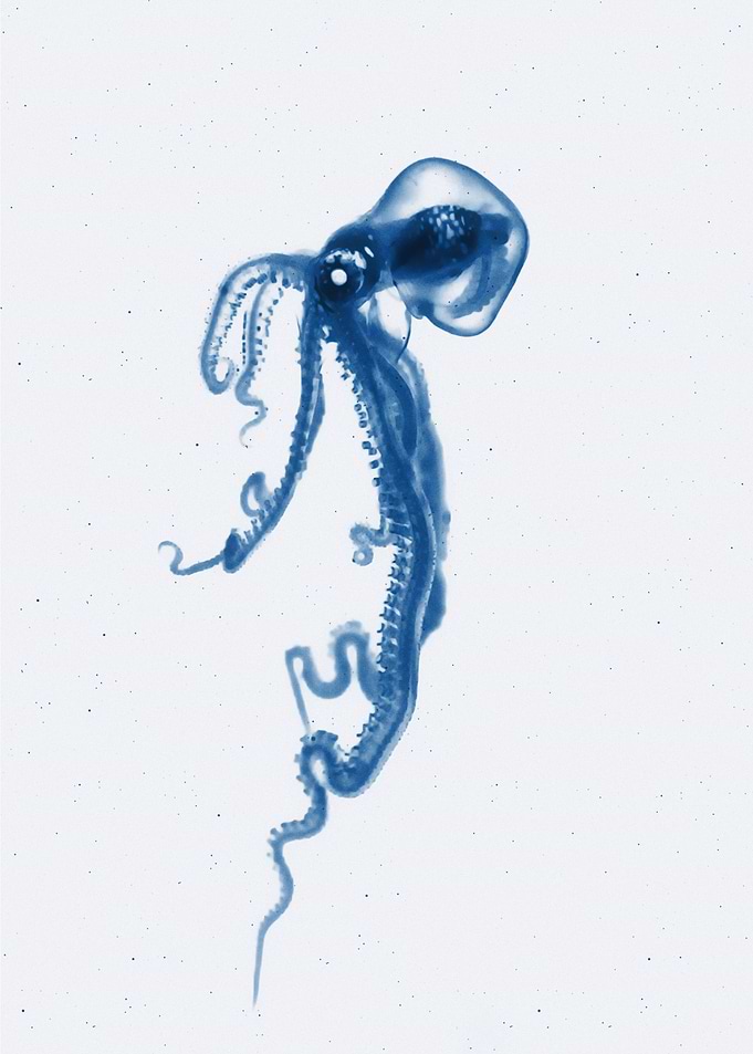 Newborn Kraken