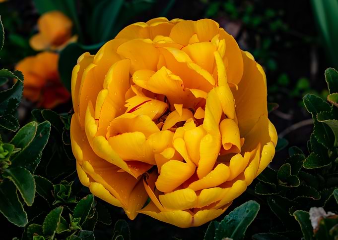 Yellow as the sun