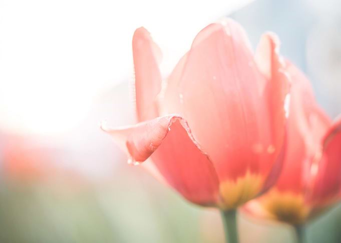 Red Tulips Flower