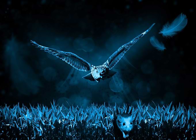 Hunter Owl
