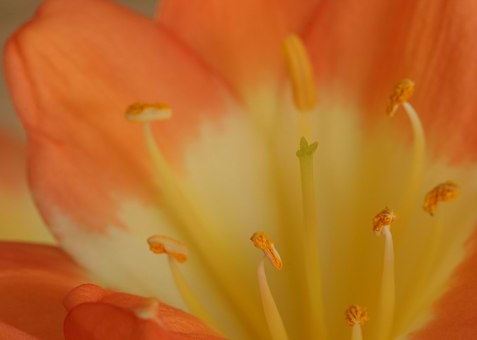 Orange Clivia Flower