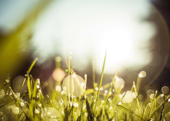Morning Dew Grass
