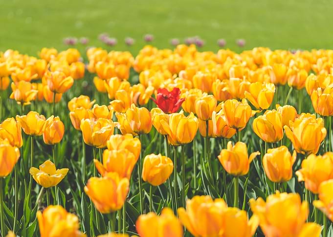 One Red Tulip Flower