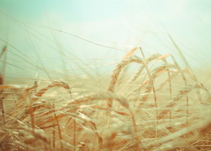 Dreamy Grain Field