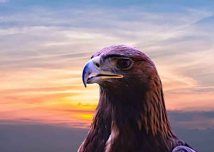 Golden Eagle