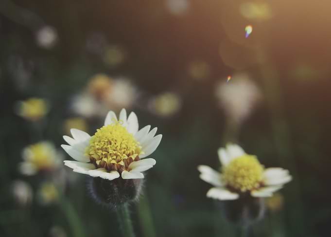 Morning Flower