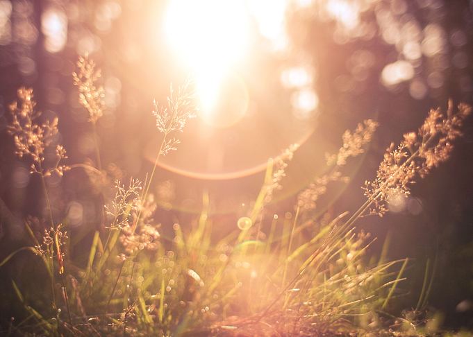 Morning in a Forest