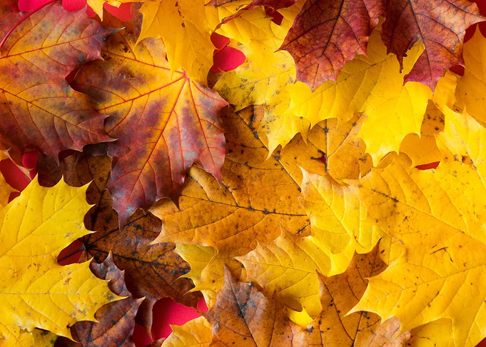 Fall Autumn Leaves