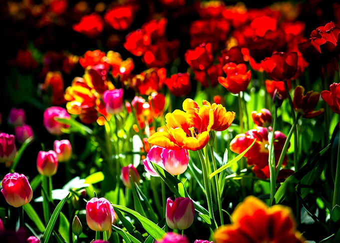 Colorful Tulips