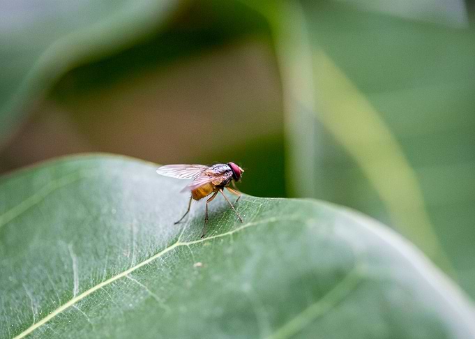 Insect
