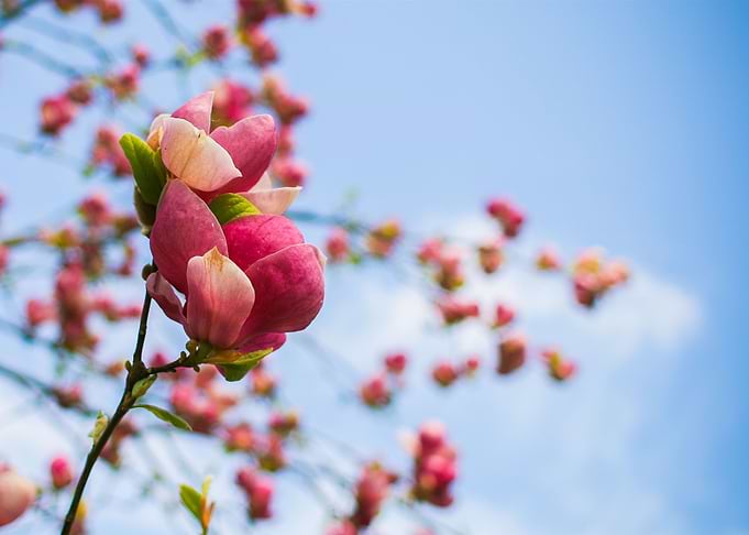 Spring Tree Blooms