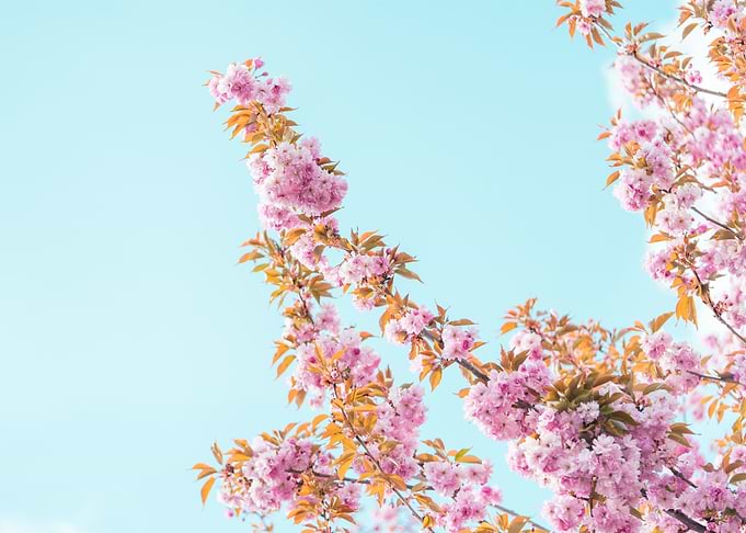 Spring Cherry Tree Blossom
