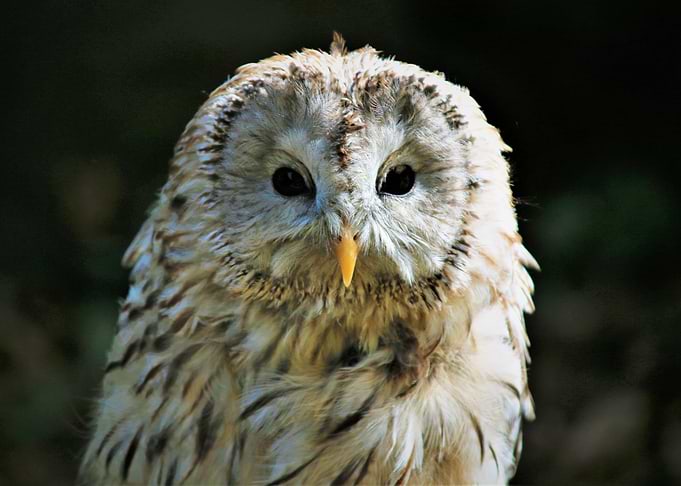 Ural Owl