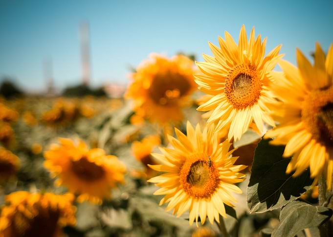 Sunflowers Field