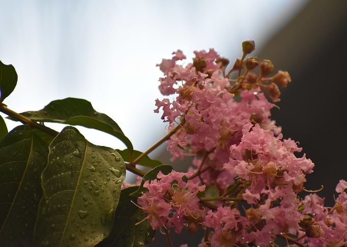 Tree Flowers