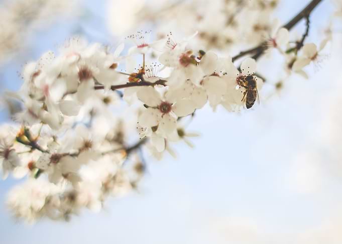 Honey Bee