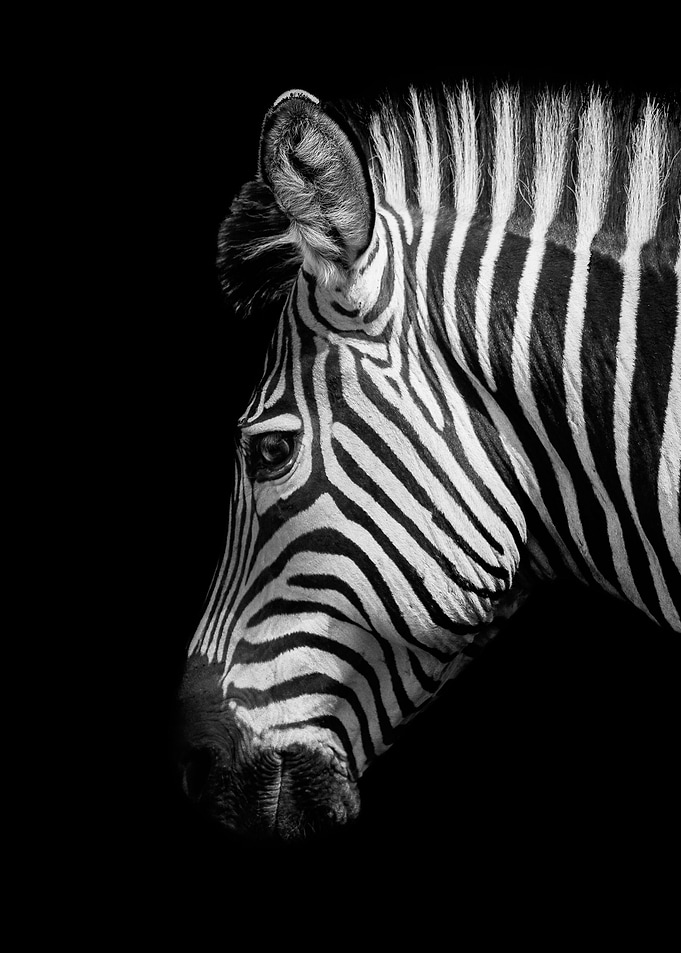 wild zebra hea black white