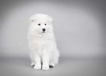 Samoyed puppy